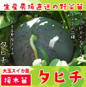 【てしまの苗】 スイカ苗 タヒチ 断根接木苗 9cmポット ...