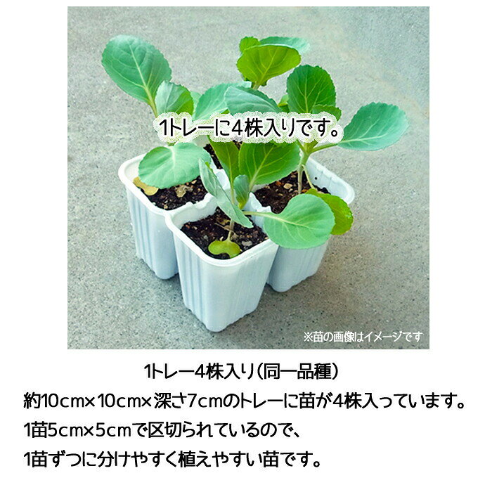 【てしまの苗】ツケナ苗　味美菜　4株入りパック