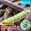 【てしまの苗】 エンドウ苗 紫えんどう 4株入りパック 実生苗