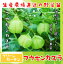 【てしまの苗】花苗 フウセンカズラ 実生苗 グリーンカーテン 9cmポット【人気】