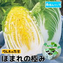 【てしまの苗】ハクサイ苗 ほまれの極み 4株入りパック 葉菜苗