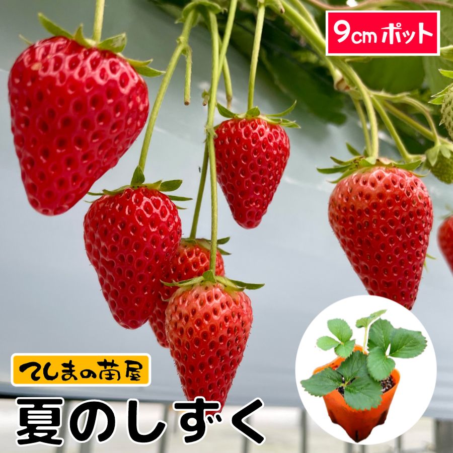 【てしまの苗】イチゴ苗　夏のしずく　9cmポット　【人気】のサムネイル