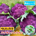 【てしまの苗】カリフラワー苗 バイオレットクイン 4株入りパック 葉菜苗