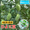 【てしまの苗】 ひよこ豆 4株入りパック 実生苗