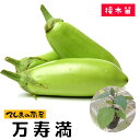 【てしまの苗】緑ナス苗 万寿満 9cmポット 断根接木苗