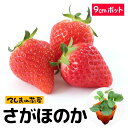【てしまの苗】 さがほのか 6-9cmポット イチゴ苗 葉菜苗