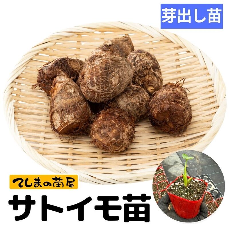 【てしまの苗】芽出しサトイモ苗　女早生　9cmポット