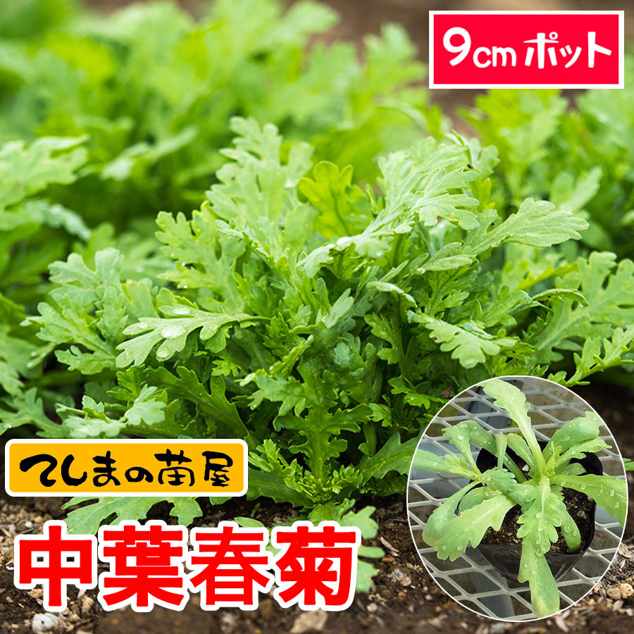 【てしまの苗】中葉シュンギク苗　9cmポット　葉菜苗