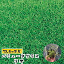 【てしまの苗】ポット芝苗 バミューダグラス リオ ポット芝