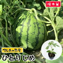 【てしまの苗】小玉スイカ苗　ひとりじめ　断根接木苗　9cmポット　野菜苗