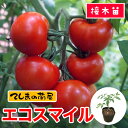 【てしまの苗】　中玉トマト　エコスマイル　9cmポット　断根接木苗 その1