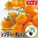 【てしまの苗】中玉トマト苗 シンディーオレンジ 9cmポット 断根接木苗