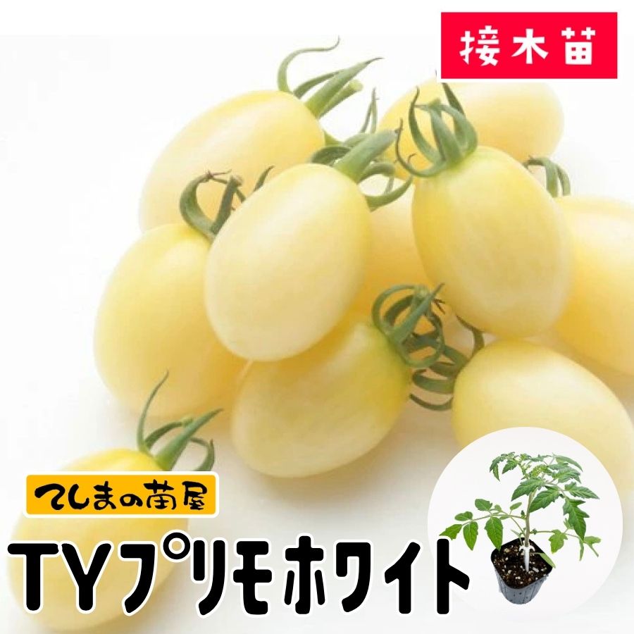 【てしまの苗】ミニトマト苗 TYプリモホワイト 9cmポット 断根接木苗のサムネイル