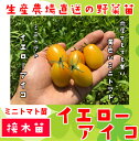 【てしまの苗】 ミニトマト苗 イエローアイコ 断根接木苗 9cmポット 野菜苗 培土 種 【てしまの苗】 ミニトマト苗 イエローアイコ 断根接木苗 9cmポット 野菜苗 培土 種