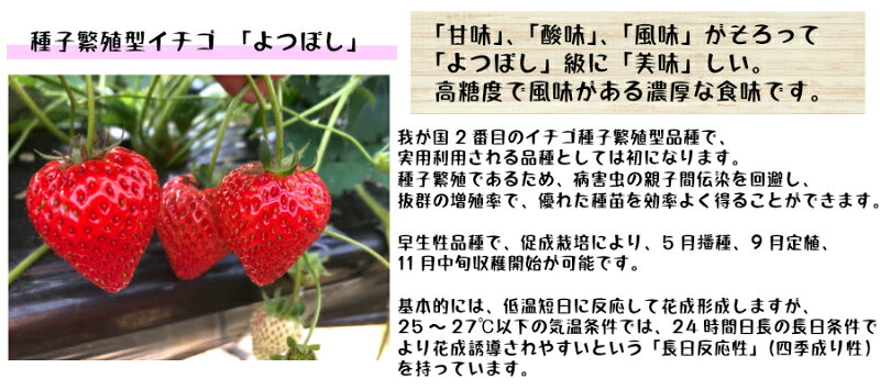 【てしまの苗】 イチゴ苗 四つ星 よつぼし プラグ苗 406穴（395本保障）【人気】