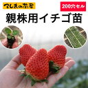 【てしまの苗】 紅ほっぺ　あきひめ　とちおとめ　親株用イチゴ苗　200穴セル（195本保障） 【人気】