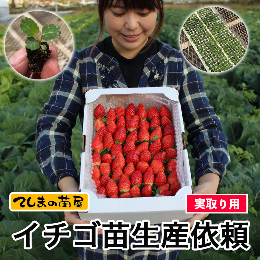 実取り用イチゴ苗生産依頼　紅ほっぺ　恋みのり　夏のしずく　あ