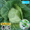 【てしまの苗】 キャベツ苗 春波 4株入りパック 葉菜苗