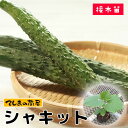 【てしまの苗】 キュウリ苗 シャキット 断根接木苗 9cmポット【人気】 野菜苗 培土 種