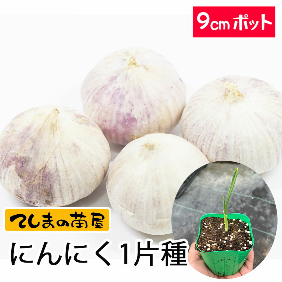 【てしまの苗】 ニンニク苗　ニンニク一片種　9cmポット　葉菜苗のサムネイル
