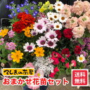 【福袋花苗セット15株】 花苗15株と培土1袋付き ※送料無料 ※北海道、沖縄への配送は送料1.000円加算※寄せ植え・ガーデニングに！※品種指定はできません