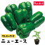 【てしまの苗】 ピーマン苗 ニューエース 断根接木苗 9cmポット 458円