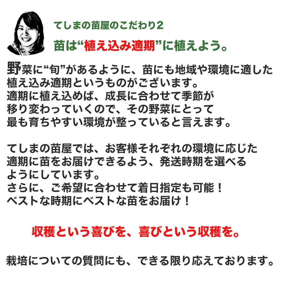 【てしまの苗】ミニトマト苗プレミアムルビー断根接木苗9cmポット【人気】