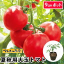 【てしまの苗】 夏秋栽培用接木 大玉トマト 品種指定なし 9cmポット