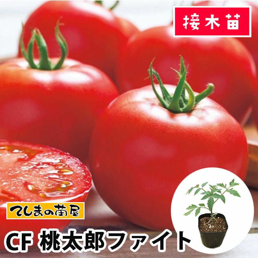  大玉トマト苗 桃太郎ファイト 断根接木苗 9cmポット 野菜苗 培土 種