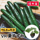 【てしまの苗】 キュウリ苗 夏すずみ 断根接木苗 9cmポット【人気】 野菜苗 培土 種