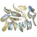 パウア貝 アバロン貝 【シェルチップ 】 ★PT24★ 中16個セット アクセサリーパーツ 加工用材料
