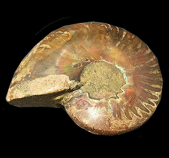 アンモナイト（ammonite) 約40g 約47mm　天然石 原石 1点もの コレクション インテリア 置物 gs-sp-421 2億7000万年ほど前の海に生息していたアンモナイトが化石となり、 7000万年の時を経てこのような形になったと言われています。 一つとして同じもののない個性的な模様を見ることができます。 まさに、自然の作り出した造形美とも言えます。 ■商品番号 gs-sp-421 ■素材 アンモナイト（ammonite） ■商品名 原石/1点もの ■サイズ 約40g 約47mm ■備考 ※お使いのブラウザにより色合いなど若干異なる場合があります。 ※天然由来の傷・ヒビ・欠け・付着物などが含まれている場合があります。 ※他店でも販売しております。1点ものですので、時間差で売り切れの際はご容赦願います。 【当店のご紹介】私たちジュエリーパーツ工房は、アクセサリー、ジュエリー、アクセサリーケース、ジュエリーケース、ワイヤーなどを取り扱い、チェーン、ネックレス、ブレスレット、ピアス、リング、イヤリング、チャーム、レザーコード、などのアイテムを取り揃えています。アンティーク、花、星、ヴィンテージ風柄、等の雑貨にも合わせやすく、セット商品やオリジナルの作家作品など、新作、春、夏、秋、冬、一点物など多数ご用意しております。人気の天然石も多く取り扱い、ルース(裸石)、スワロフスキー、カボション、大ぶりな原石の状態や、鉱石の状態でもバラ売りをしています。シルバー、ゴールド、ガラスなど、彫金をする時に、電磁波防止、電磁波過敏症にお悩みの方、スピリチュアル、瞑想、心が浄化したり、幸運を引き寄せたりするようなパワーストーン、タンブルをお探しの方、ヒーリング効果、癒し効果、誕生石、ご縁のお守り変わりにオススメな天然石をご用意しております。自作のハンドメイドアクセサリー作成、ハンドクラフト、手作りアクセサリー、手芸、セルフアレンジに必要な金具、レジン、パーツ、ツール、キット、部品、道具、樹脂、シルバーアクセサリー作りに必要な、シルバーチェーン、シルバービーズ、チェコビーズ、シルバーパーツ、天然石アクセサリー作りに必要な、天然石ビーズ、天然石パーツ、他にもストラップ作りや、スマホケースやデコ用商品、オリジナルのタッセル、チョーカー、フリンジ、ハーバリウム、ボタン、ヘアゴム、フック、リース、オーナメント、ステンドグラス、ヘアアクセサリー、ノンホールピアス、ヘアタイ、リボン、ブローチ、刺繍、フープ、ピンバッジ、バッグ、リュックにも使える素材がいっぱいです。アート現場で使える素材や材料も多くありますので、ワークショップ、ギャラリー、イベント、宝探し用の備品、景品など、資材用としてもお使い頂けます。アクセサリーの収納ボックスも多くあり、きれいな海外ブランドのアイテムをおしゃれにディスプレイができ、かわいい、ルースケースのご用意もあります。クリスマス、ハロウィン用、時期により、福袋、セール、アウトレットを開催する場合もございます。安い、激安の宝飾の卸売もご相談ください。ランキング掲載商品もございますので、大切な方へのギフトやプレゼントにもいかがでしょうか。3,980円で送料無料となり、メール便の対応もしています。レディース(女性用)、メンズ(男性用)、キッズ(子供用)を対象としております。結婚式、二次会など、ママコーデに。インスタ映えし、ディスプレイ、インスタ背景、ウェディング用にもいかがでしょうか？商品撮影で使っている備品には、浅草橋、日暮里、蔵前、馬喰町問屋街、横山町問屋、表参道、渋谷、青山、銀座、ハワイ、ディズニー、貴和製作所、東急ハンズ、スタッカーズ、オカダヤ、ユザワヤ、クラフトハートトーカイ、ルミネ、パルコ、ザラ、ユニクロ、しまむら、チチカカ、マライカ、チャイハネ、などで用意したものを使っています。1点だけしか存在しない原石を用意致しました。 コレクションにされる方も多く、大変人気のある原石1点ものです。 ご要望の原石をお求めの方は、お気軽にご相談ください。