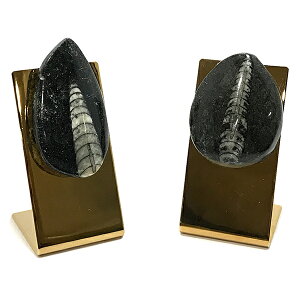 オルソセラス化石 【鉱物標本 数量限定】 置物(台付き) ランダムセレクト 天然石 原石 パワーストーン スピリチュアル ヒーリング コレクション