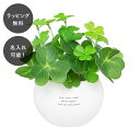 【平日7日以内に出荷】名入れ CT触媒グリーン クローバー