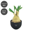 【平日7日以内に出荷】名入れ CT触媒コーデックス グラキリス 観葉植物 人工観葉植物