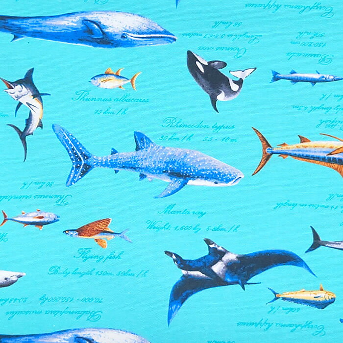  1      ֥롼 å 100 Ѳǽ 10cmñ 110cm