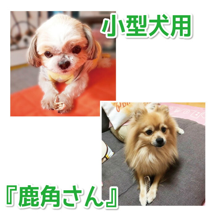 【小型犬用 蝦夷鹿の角】犬のおもちゃ『鹿角さん』 先端 2本セット サイズ（長さ10〜12cm：太さ0.5〜3cm） 天然 無添加 北海道産 鹿の角 犬 デンタル 口臭 いたずら 噛み癖 対策