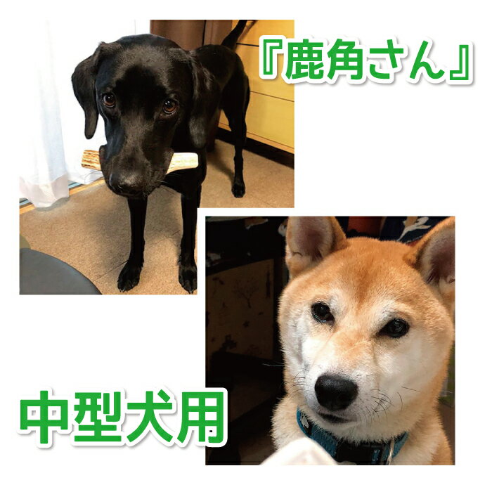 紹介写真3