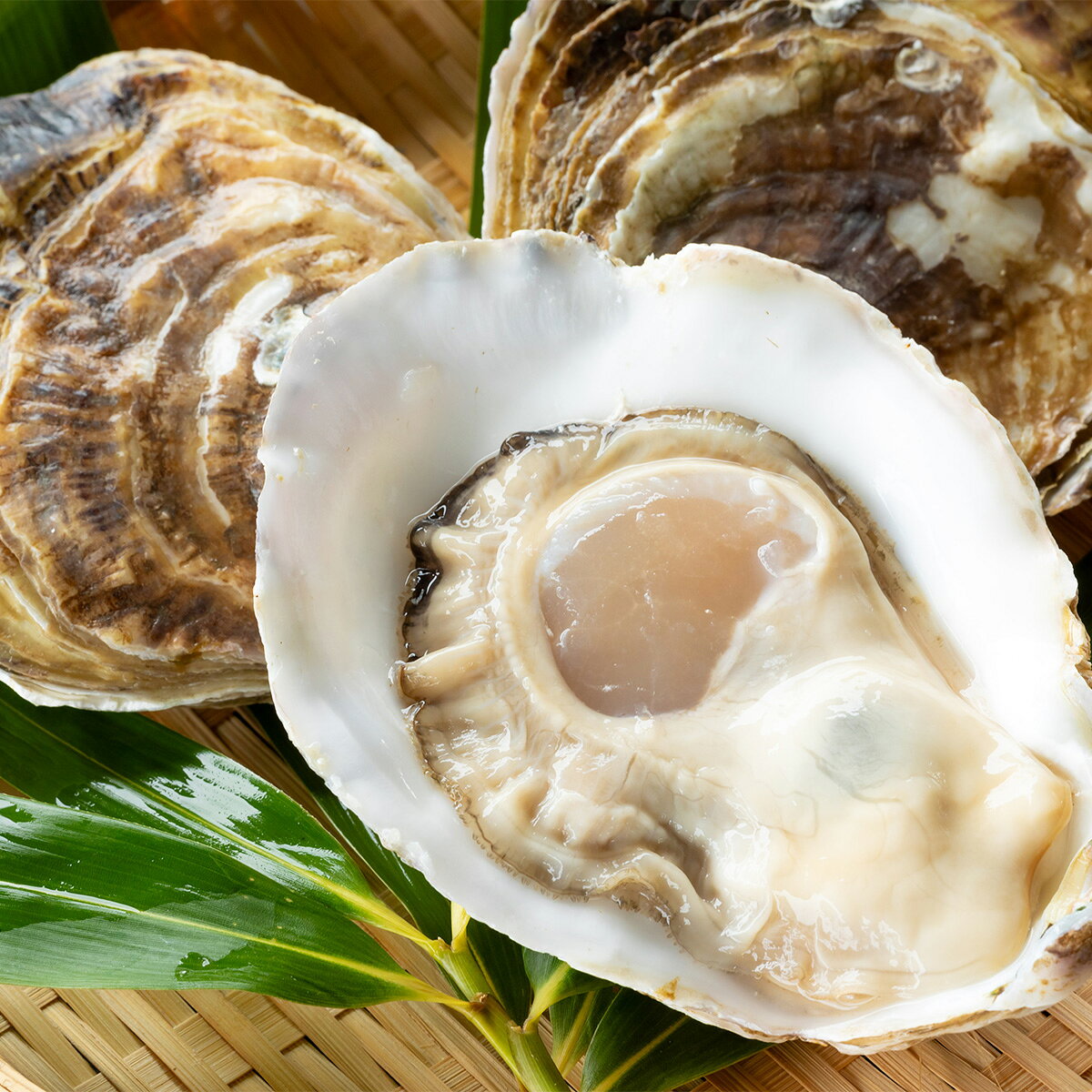 スミノエ牡蠣 1kg 産地直送