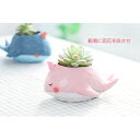 【送料無料】鯨島 多肉植物 観葉植物 鉢 ギフト プレゼント お祝い 母の日 父の日 誕生日 ミニ 寄せ植え 恐竜 象 室内
