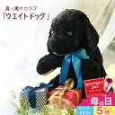 【5月ポイント5倍★要エントリ】 ウェイトドッグ【ウエイトパピー】 ラブラドール 子犬 黒ラブ ブラック ラブラトリー レトリバー 体重 ウエイト ドッグ 犬 ...