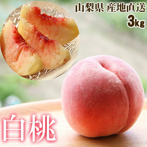 【予約商品】桃 白桃 約1.8kg (山梨県 フルヤ農園) 産地直送