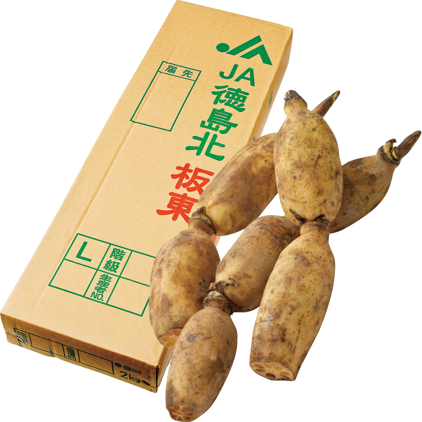 送料無料 お歳暮 御歳暮 ギフト 贈り物 贈答 プレゼント ソーシャルギフト｜徳島県産 洗いれんこん 2kg