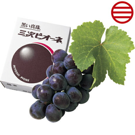 「黒い真珠」三次ピオーネ 380g以上×2房 広島県産（三次ピオーネ生産組合）