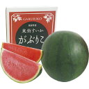 お中元 送料無料 鳥取県産 がぶりこ がぶりこスイカ4L以上 1玉入