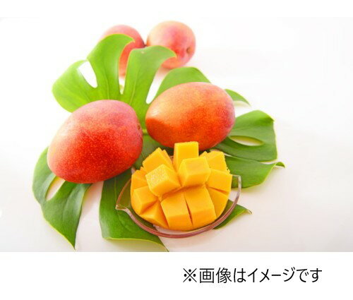 【期間限定販売】台湾産 マンゴー 3玉(約1.2kg)のサムネイル