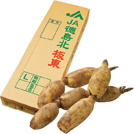 お歳暮 ギフト 送料無料 洗いれんこん 2kg 徳島県産のサムネイル