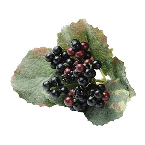 造花 シンホリカリホス （レッド） 観葉植物 シルクフラワー アーティフィシャルフラワー リーフ アートグリーン 【アートフラワー】