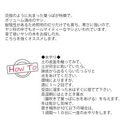 高性チャメドレアヤシの木10号送料無料コウセイチャメドレア観葉植物おしゃれ尺鉢大型大鉢10号鉢大サイズインテリア寒さに強い