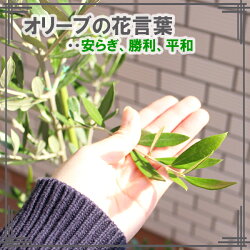 オリーブの木ミニホワイト陶器鉢植え送料無料庭木鉢植え観葉植物インテリア中型小型オリーブ
